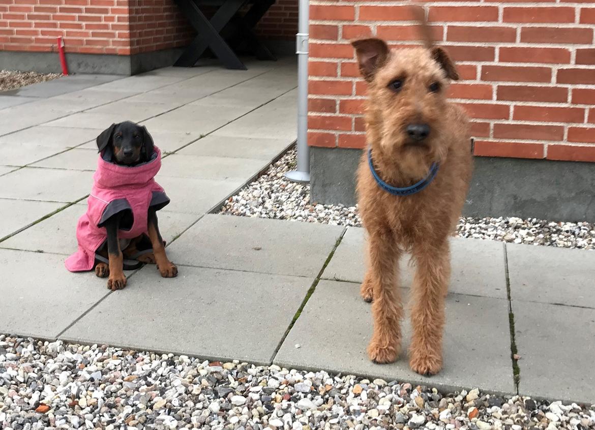 Dobermann Penny von Engelhardt - Penny 9 uger og Clinton billede 9