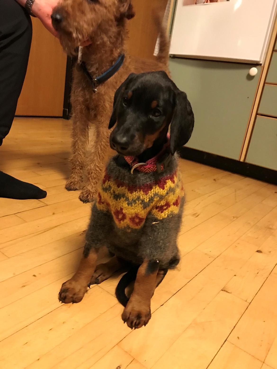 Dobermann Penny von Engelhardt - Penny 8½ uge billede 7