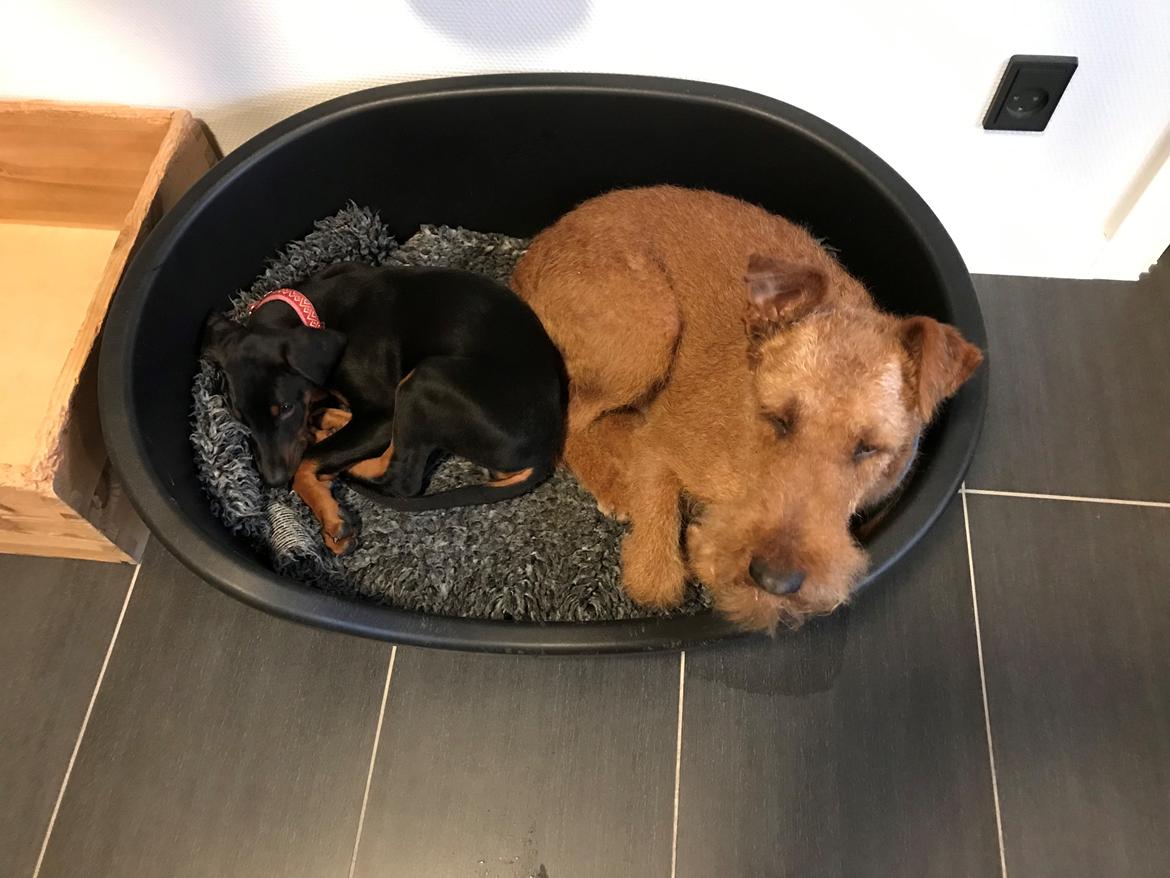 Dobermann Penny von Engelhardt - Penny6 10 uger tager en lur sammen med storebror Clinton billede 10