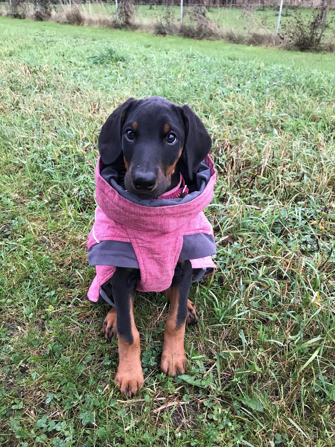 Dobermann Penny von Engelhardt - Penny 9½ uge billede 6