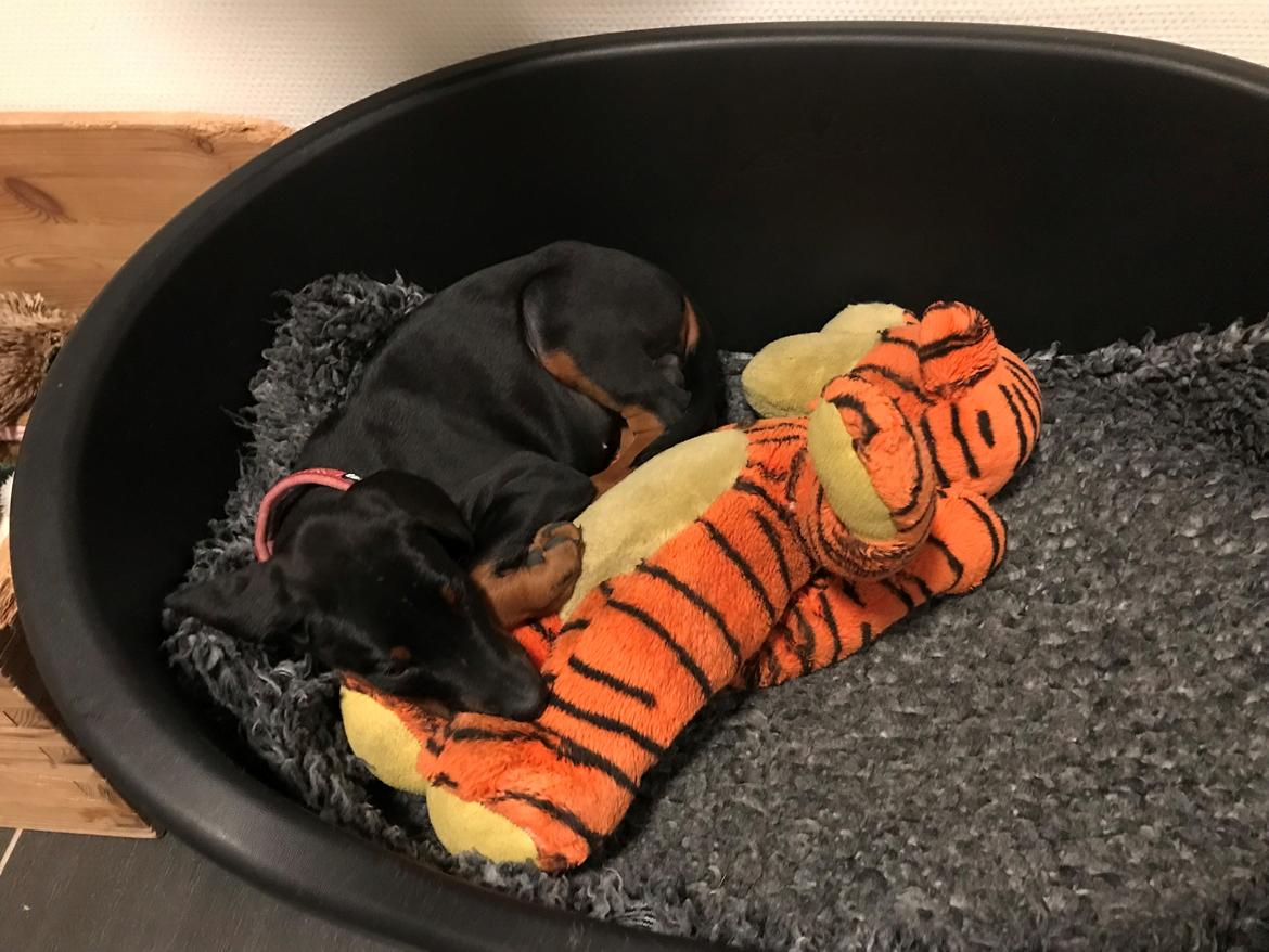 Dobermann Penny von Engelhardt - Penny 8 uger billede 11