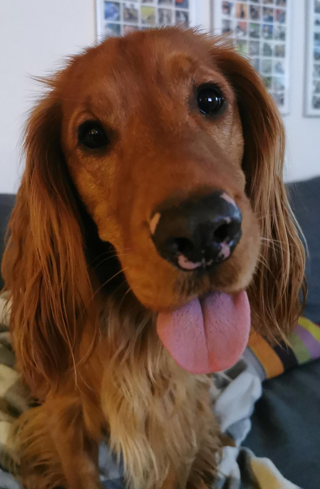 Field Trial Cockerspaniel Kapow  29 juni 2020 - December 2021 billede 3