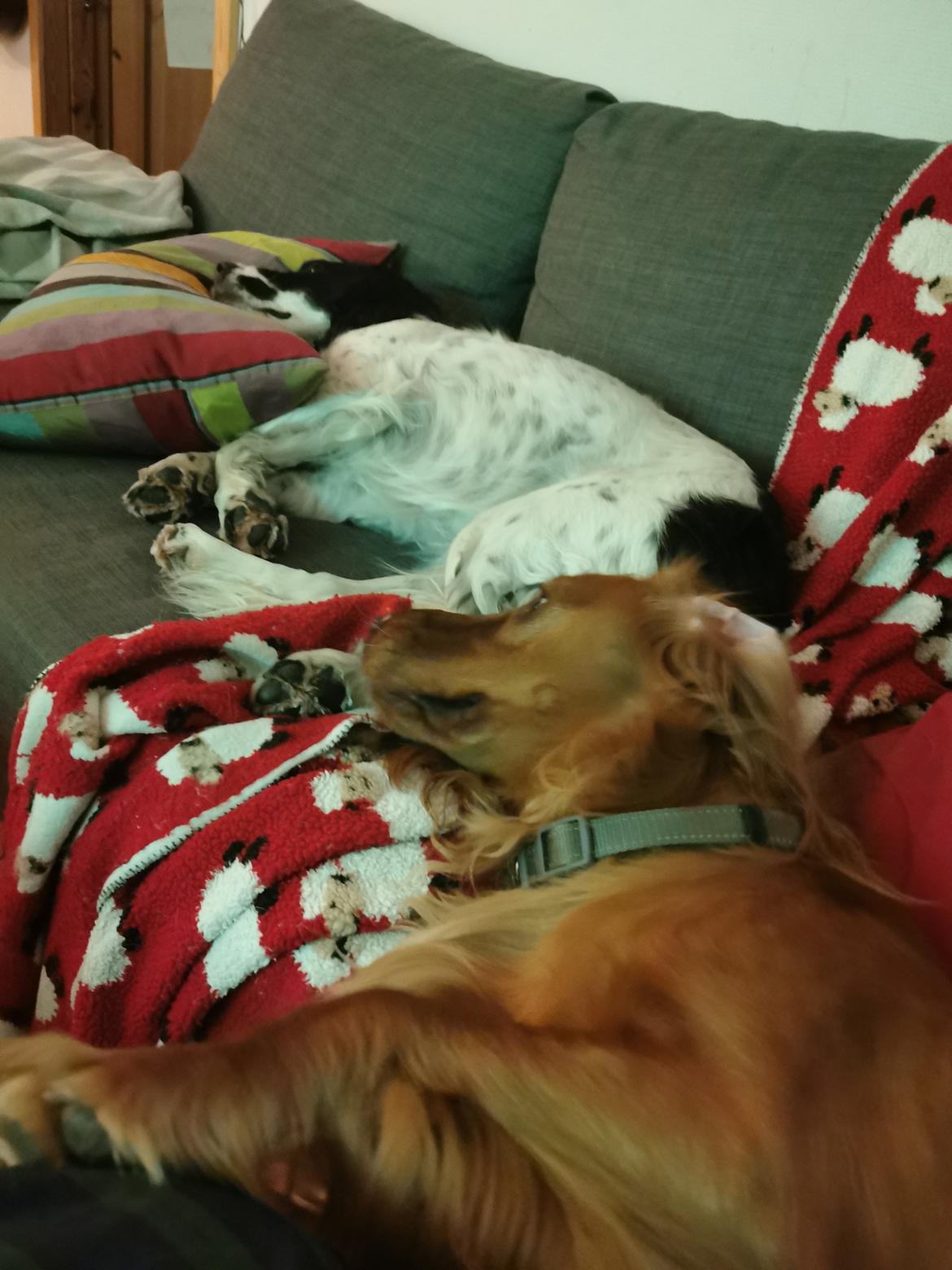 Field Trial Cockerspaniel Kapow  29 juni 2020 - December 2021 billede 5