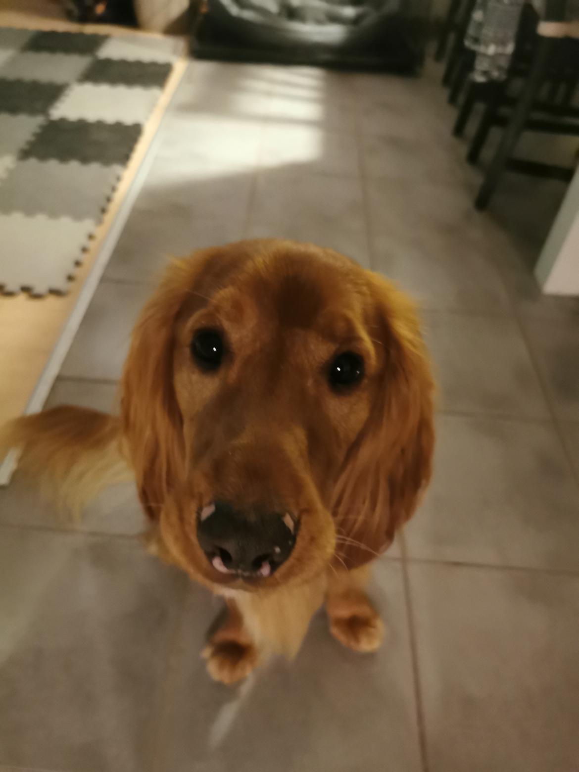 Field Trial Cockerspaniel Kapow  29 juni 2020 - December 2021 billede 4