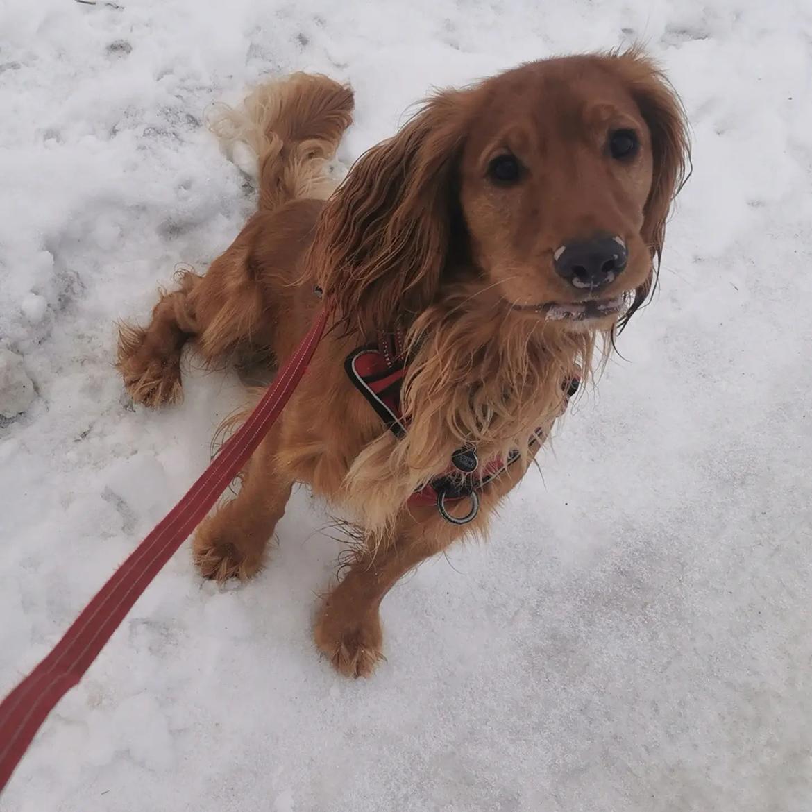 Field Trial Cockerspaniel Kapow  29 juni 2020 - December 2021Første billede - taget på internatet. billede 6