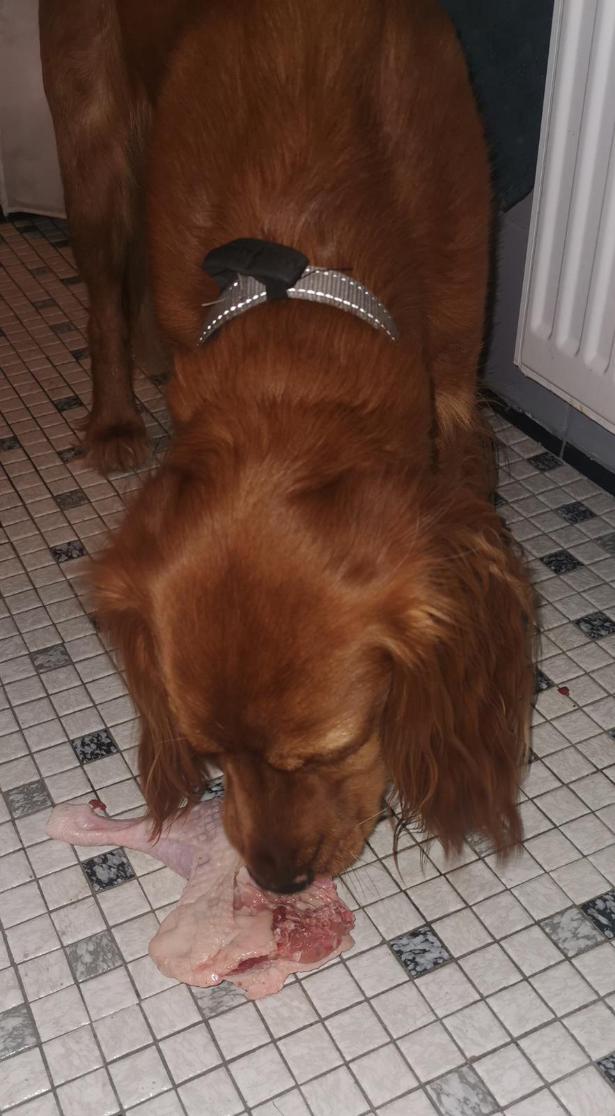 Field Trial Cockerspaniel Kapow  29 juni 2020 - December 2021første rå måltid. Øv det var svært.. billede 8