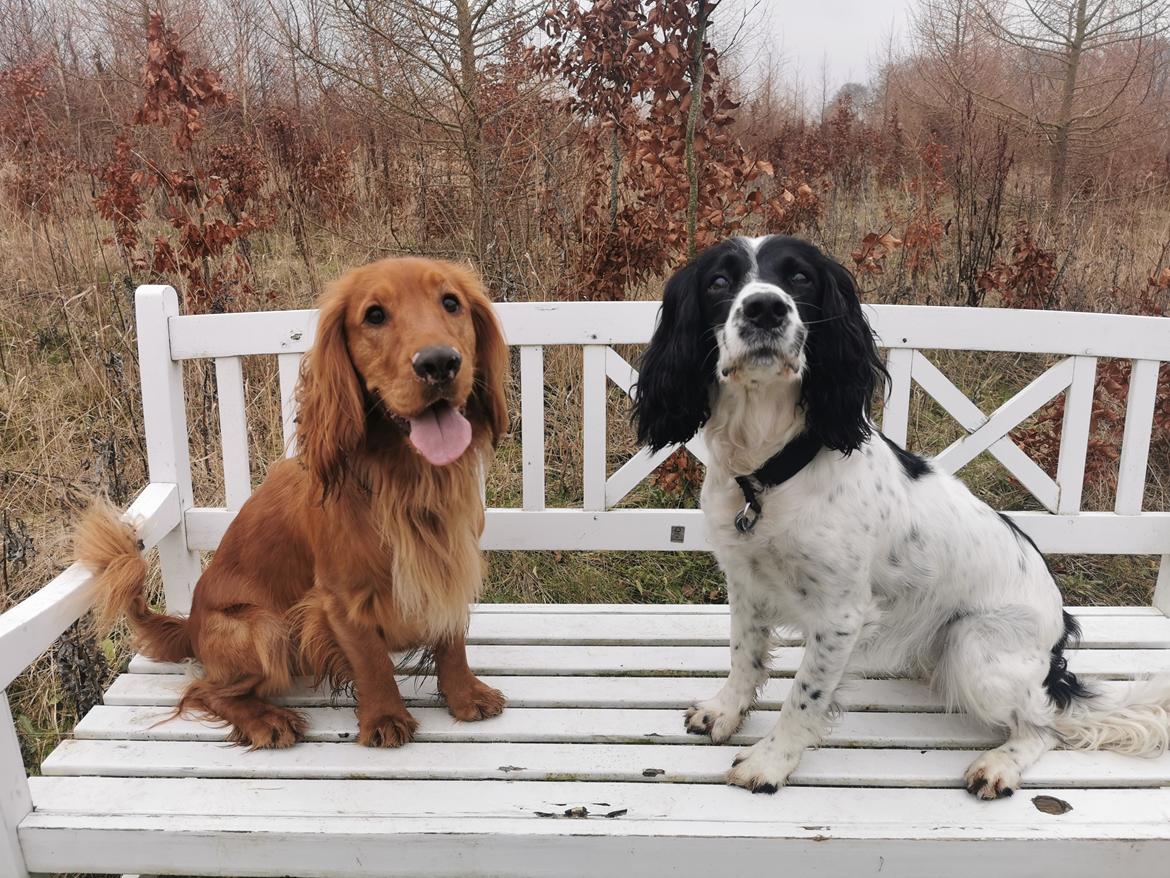 Field Trial Cockerspaniel Kapow  29 juni 2020 - December 2021 billede 10