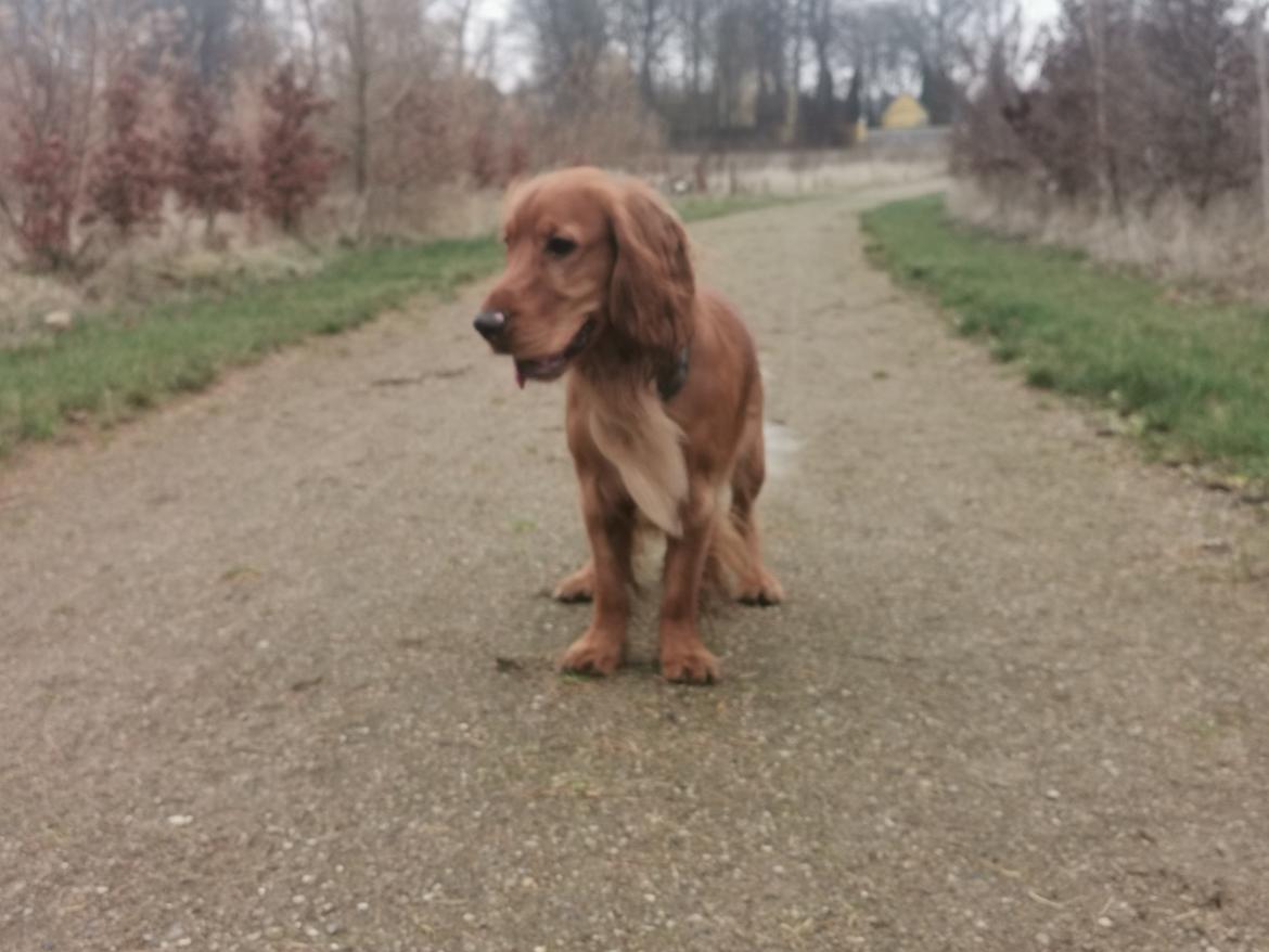 Field Trial Cockerspaniel Kapow  29 juni 2020 - December 2021 billede 9