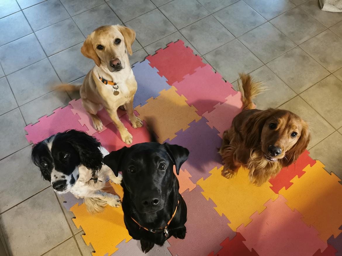 Field Trial Cockerspaniel Kapow  29 juni 2020 - December 2021 billede 11