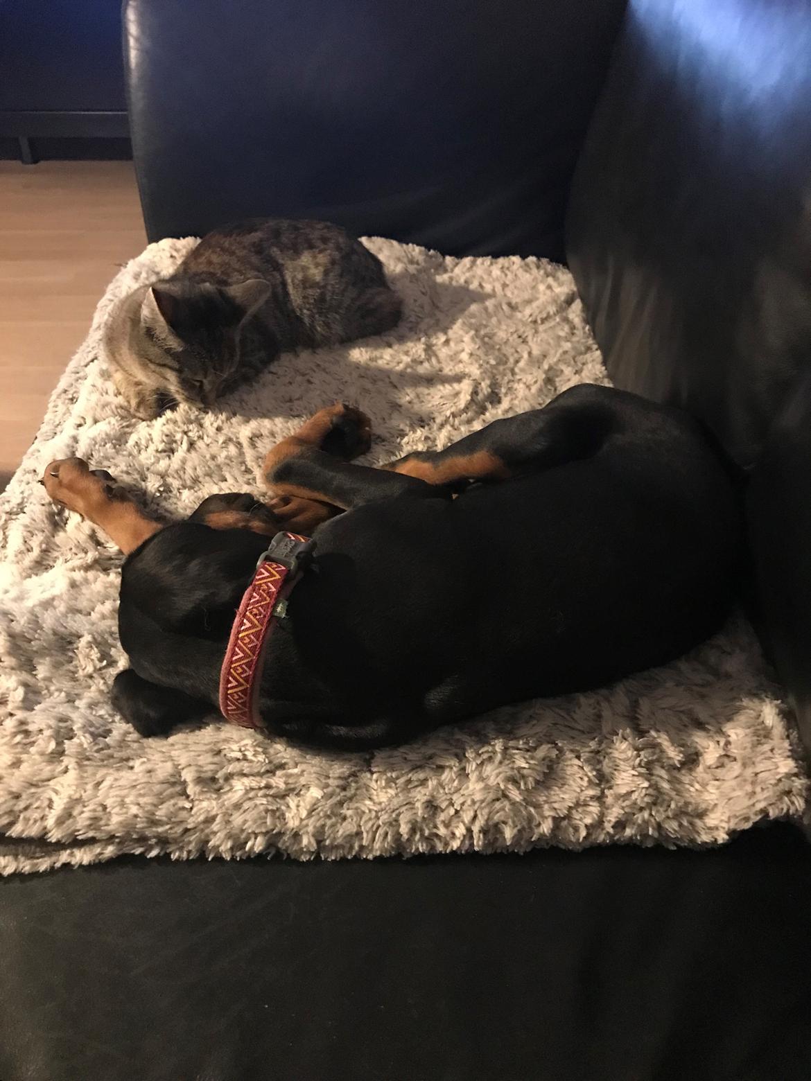 Dobermann Penny von Engelhardt - Penny 10½ slumre i sofaen sammen med Kitty billede 12