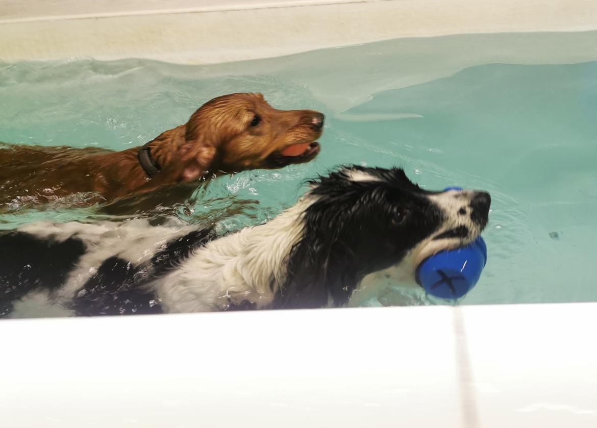 Field Trial Cockerspaniel Kapow  29 juni 2020 - December 2021 første svømmetur. billede 12