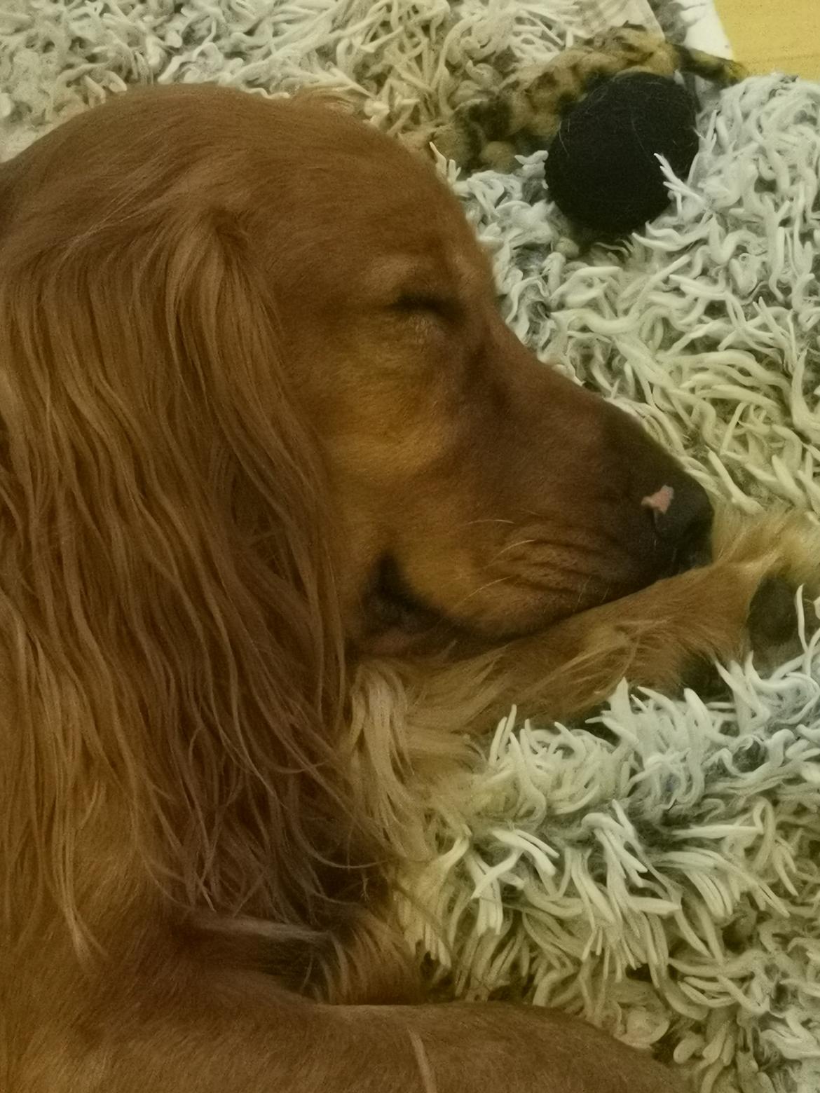 Field Trial Cockerspaniel Kapow  29 juni 2020 - December 2021 da han faldt i søvn den første aften. Med et smil.  billede 14