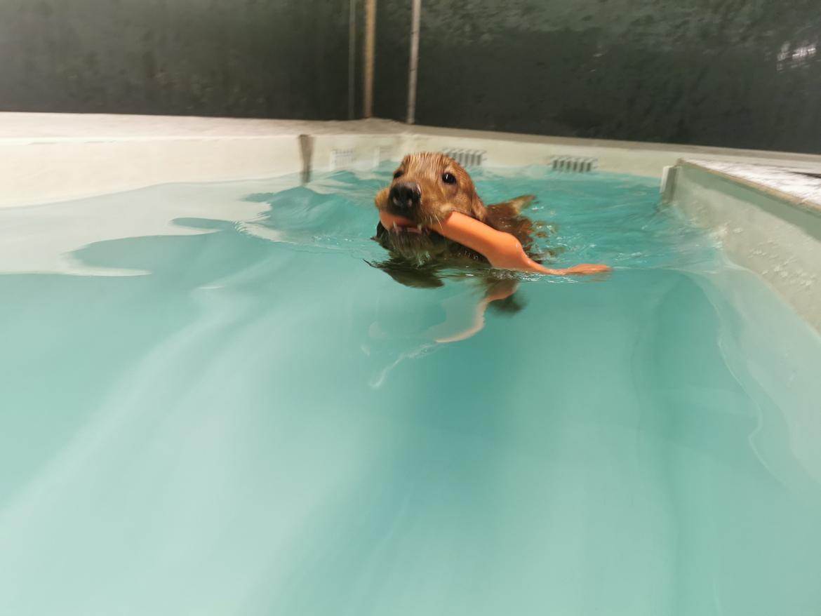 Field Trial Cockerspaniel Kapow  29 juni 2020 - December 2021 billede 13