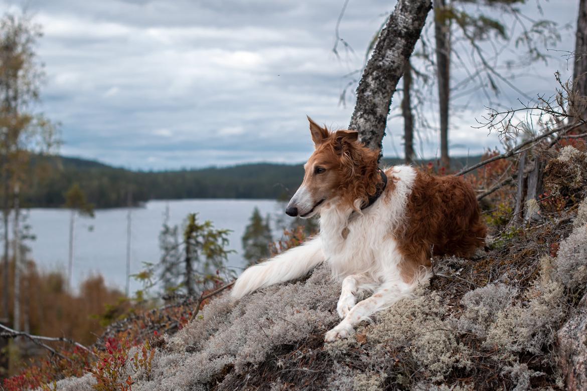 Borzoi - Kashmir 'Wild wind of Russia' - i Glaskogen naturreservat i Sverige billede 1