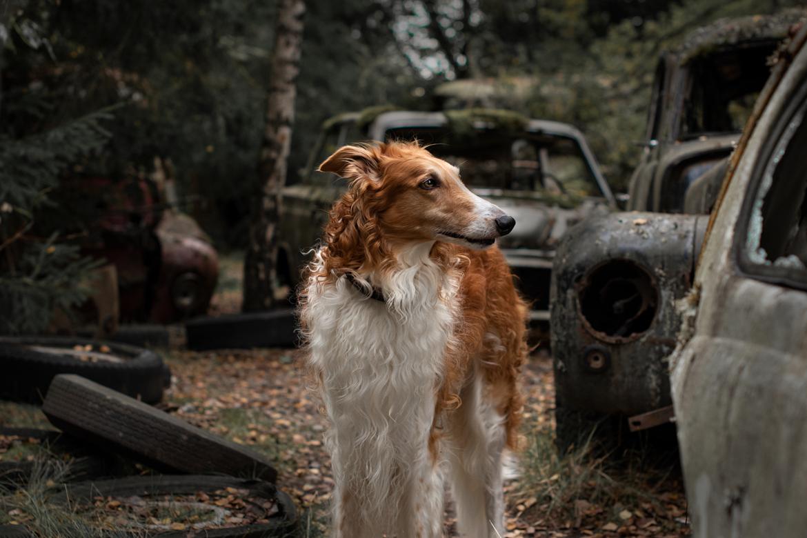 Borzoi - Kashmir 'Wild wind of Russia' - udforsker en gammel bilkirkegård i Sverige billede 4