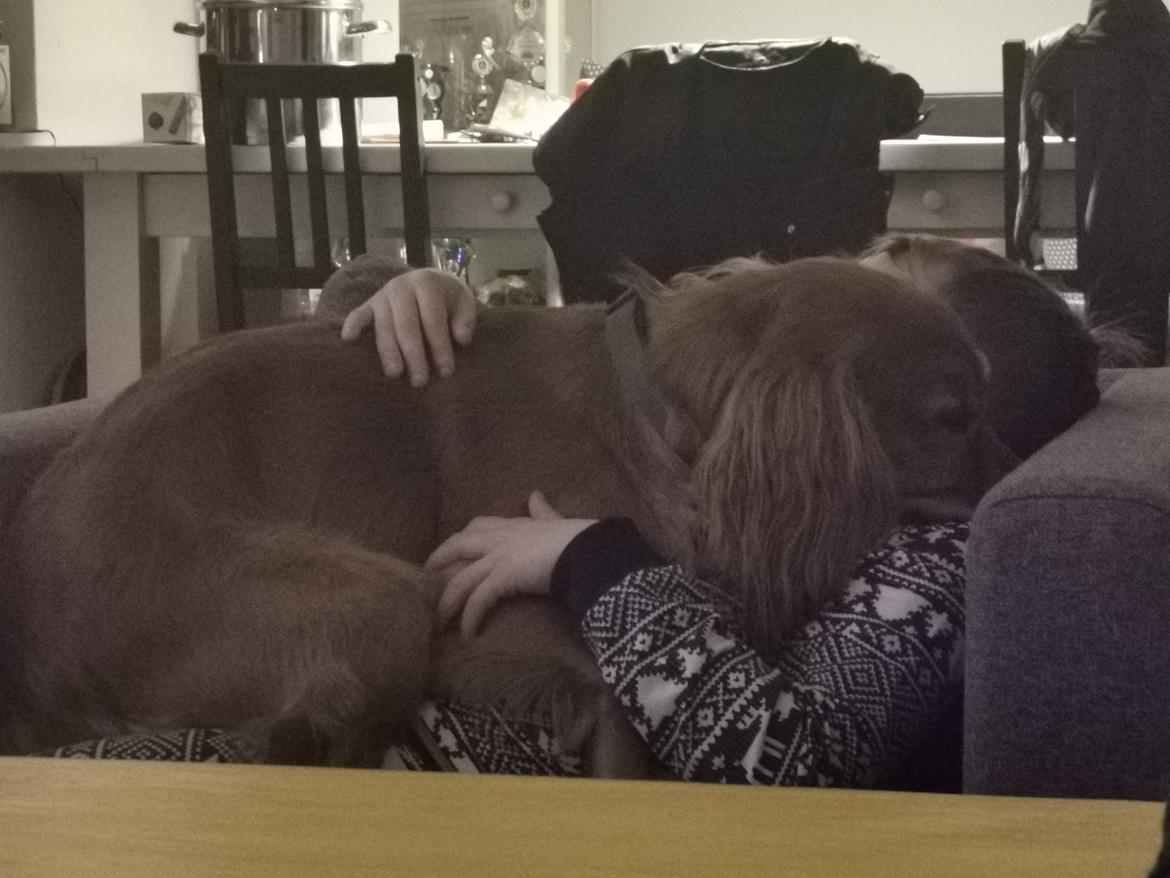 Field Trial Cockerspaniel Kapow  29 juni 2020 - December 2021 billede 16