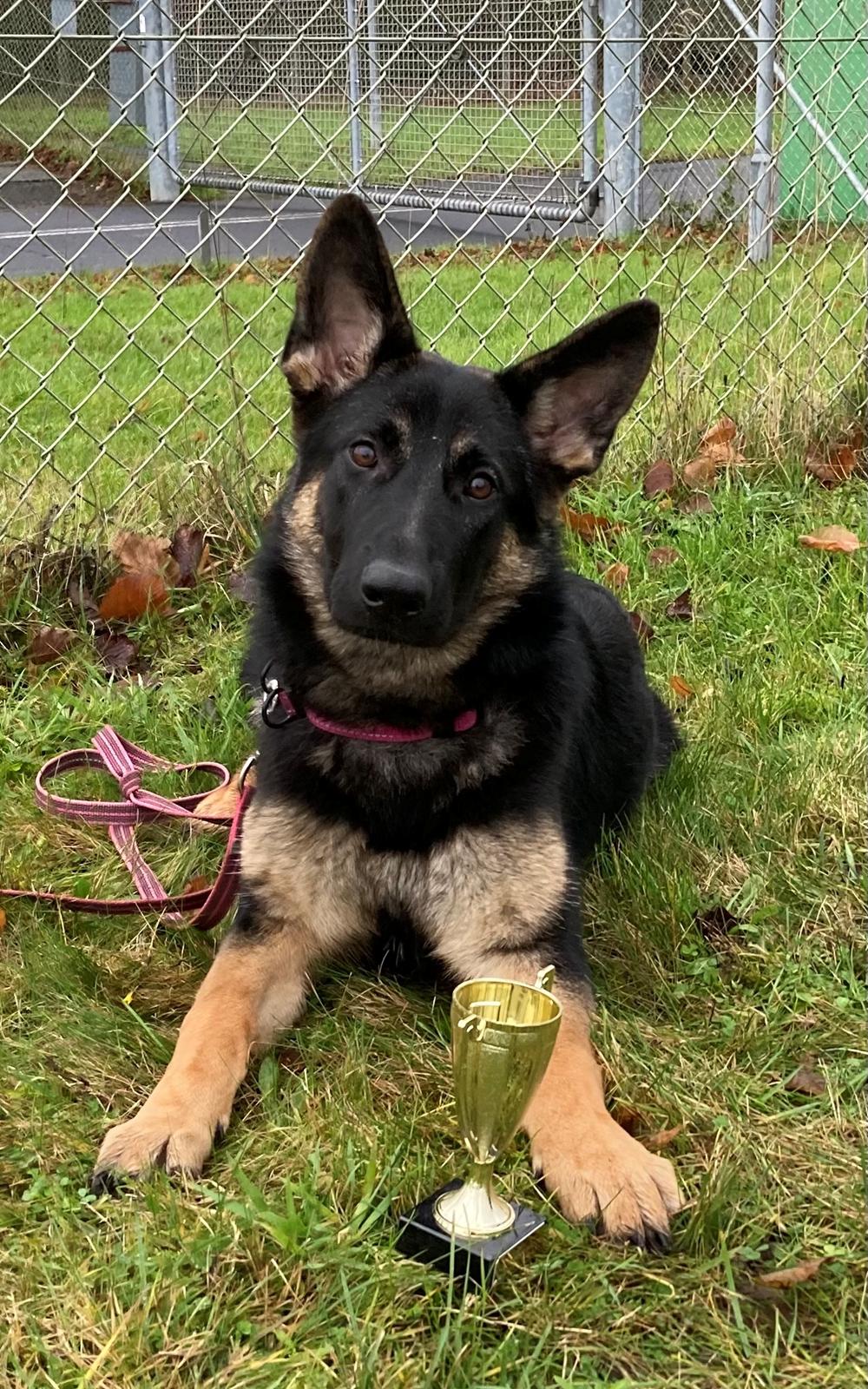 Schæferhund Smøgens Helga (Cuba) billede 1