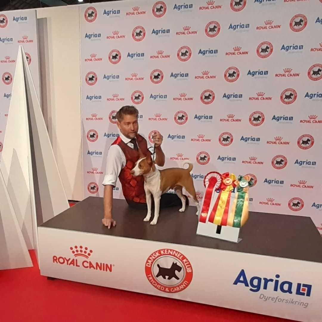 Rat Terrier Solgaards Buddy billede 3