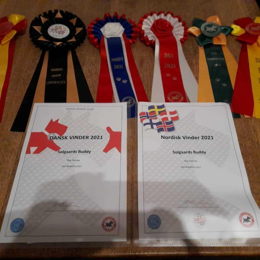 Rat Terrier Solgaards Buddy billede 4