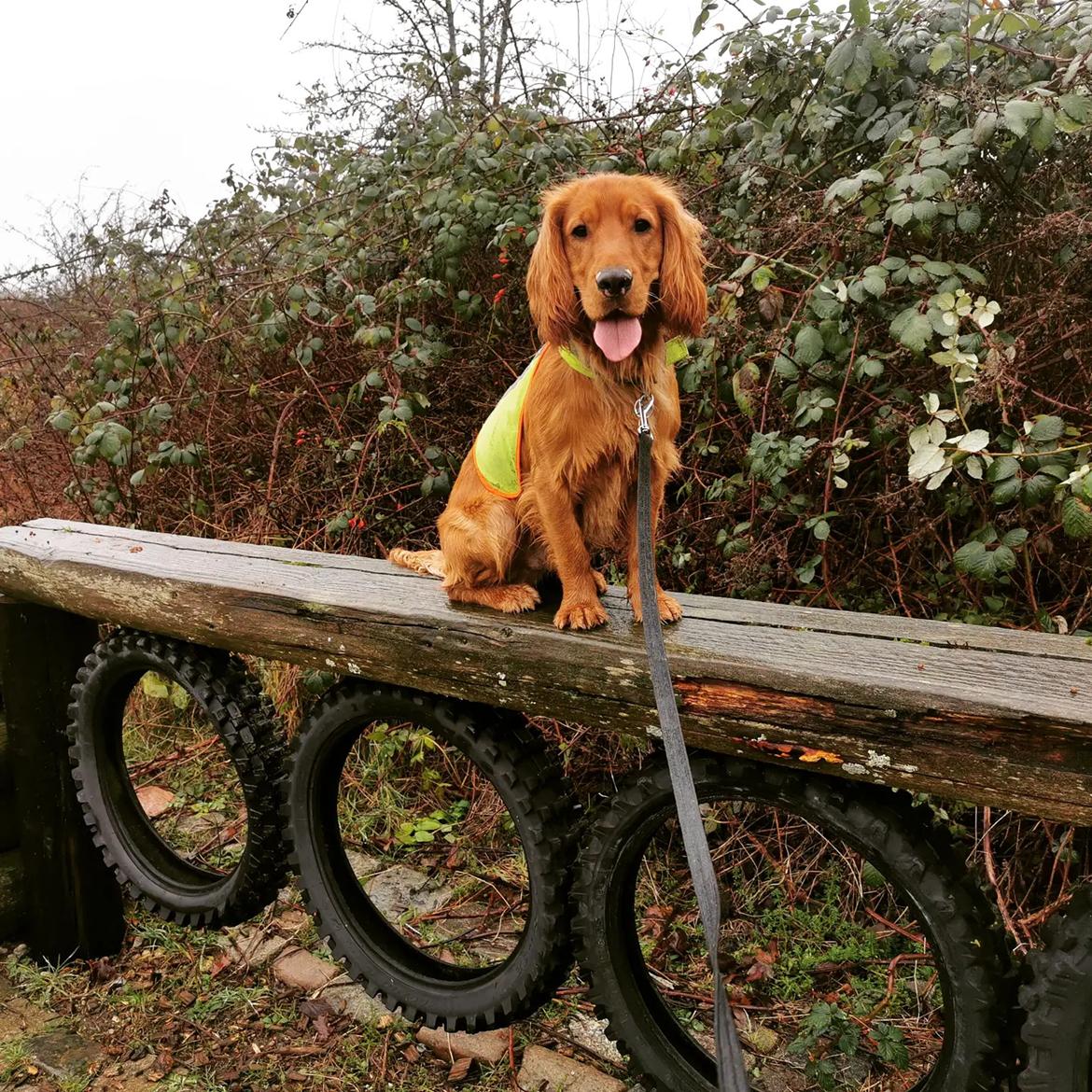 Field Trial Cockerspaniel Kapow  29 juni 2020 - December 2021 billede 17