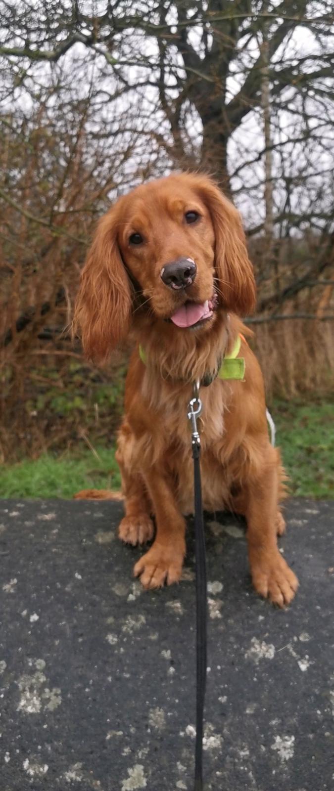 Field Trial Cockerspaniel Kapow  29 juni 2020 - December 2021 billede 2