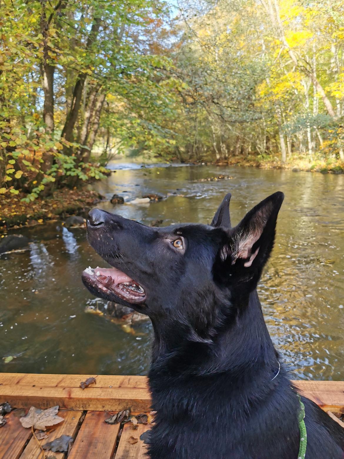 Schæferhund Bombay - Ved Den Genfundne Bro billede 1