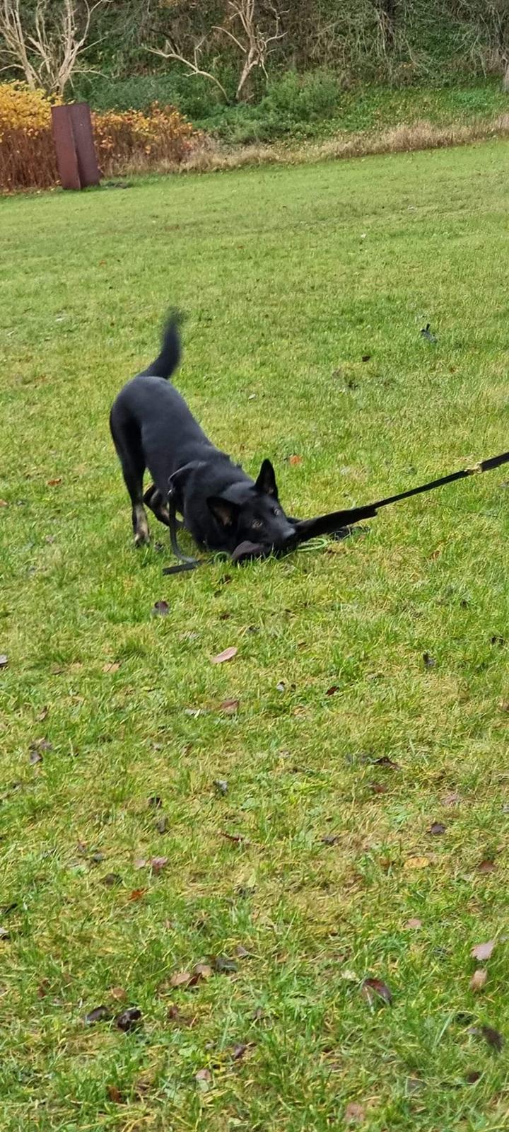 Schæferhund Bombay - Grp. C billede 4