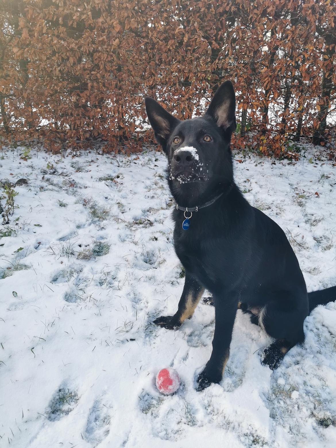 Schæferhund Bombay - Den første sne. billede 3