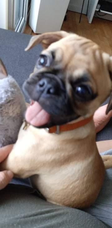 Blanding af racer Bailay billede 1