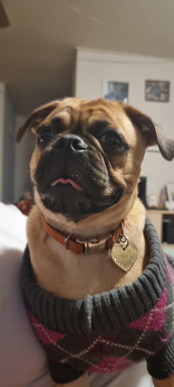 Blanding af racer Bailay billede 3