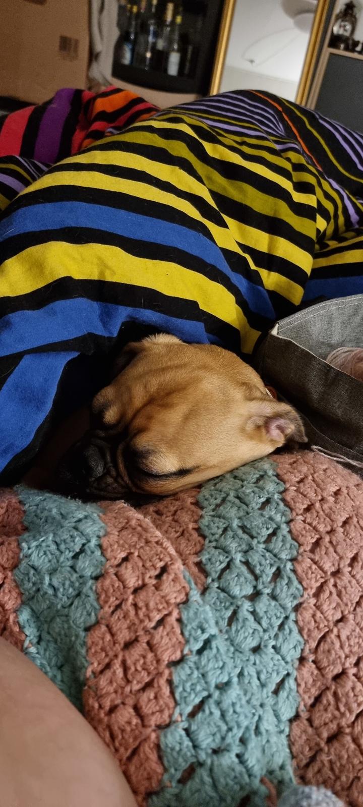 Blanding af racer Bailay billede 7