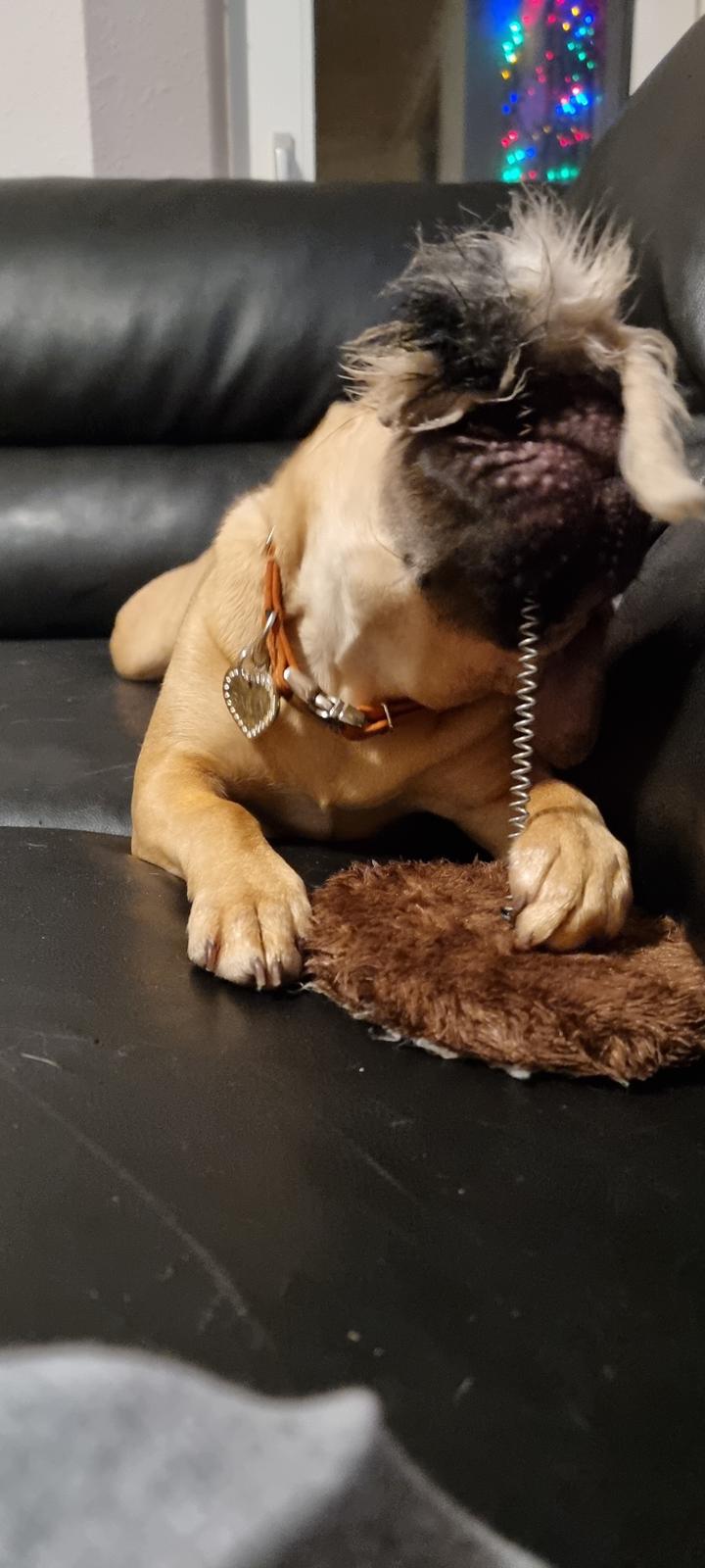 Blanding af racer Bailay billede 8