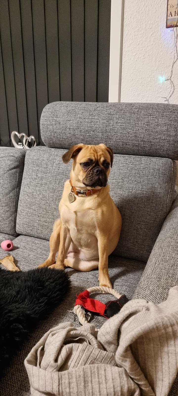 Blanding af racer Bailay billede 9