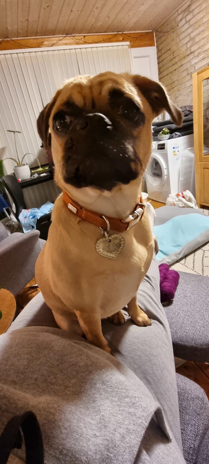 Blanding af racer Bailay billede 5