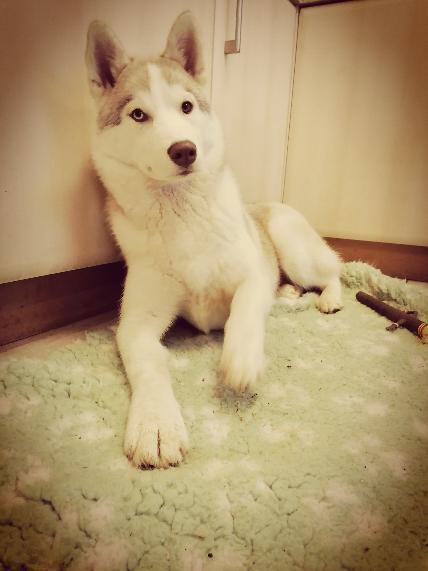 Siberian husky Mesmocan Red Sixteen (Luna)  billede 21