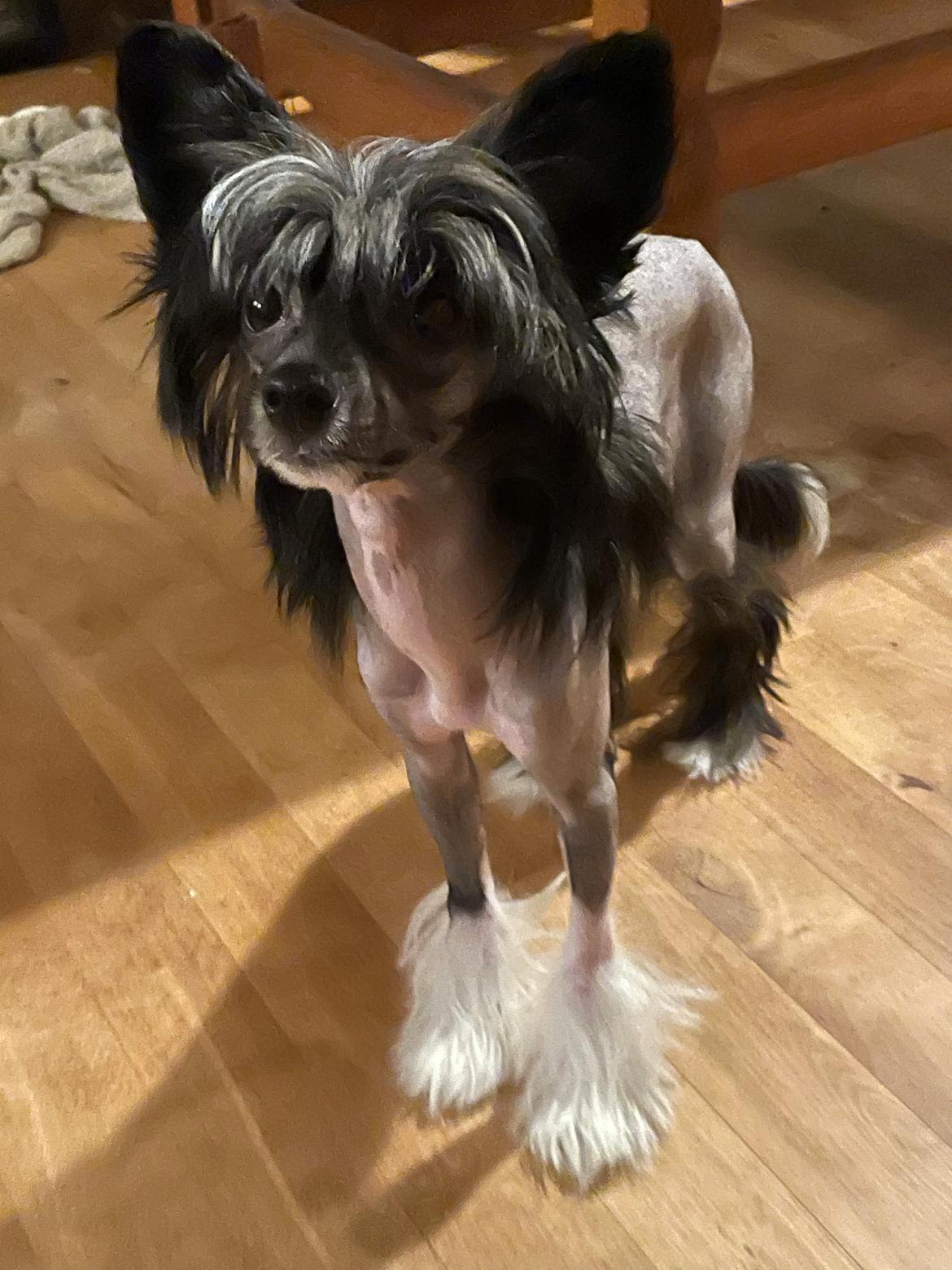 Chinese crested hårløs DJ billede 43