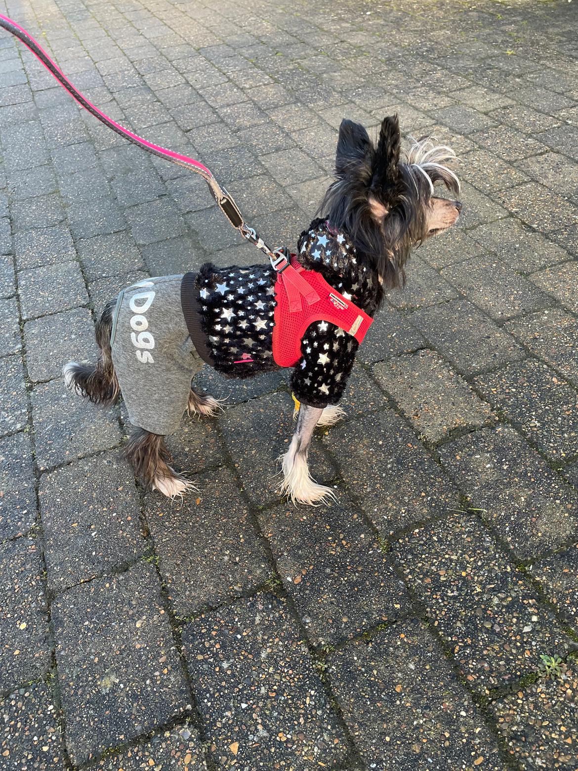 Chinese crested hårløs DJ billede 44