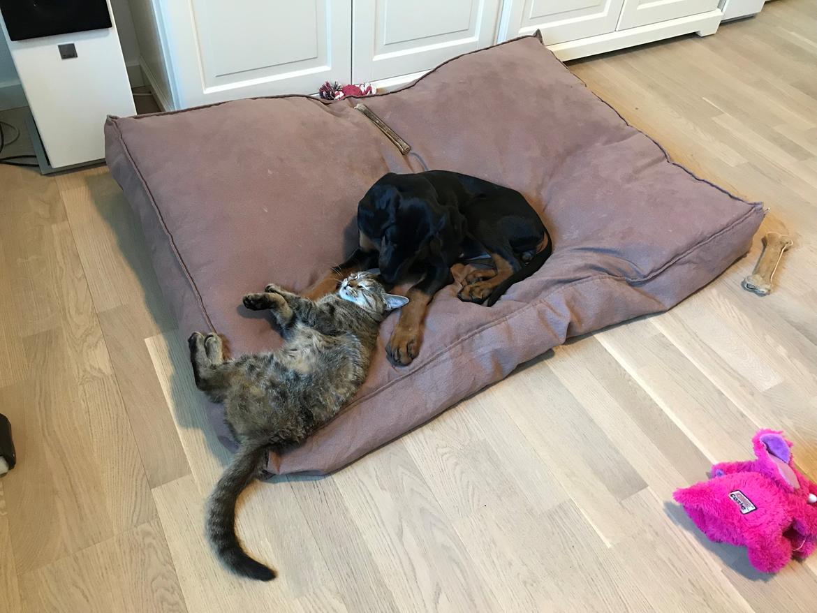 Dobermann Penny von Engelhardt - 12 uger hygger med Kitty billede 13