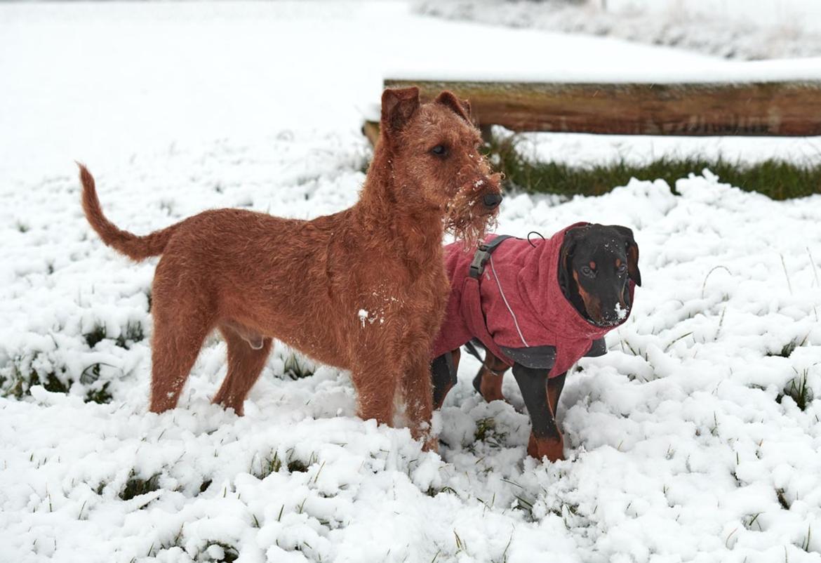 Dobermann Penny von Engelhardt - Penny 11 uger i sneen med Clinton billede 14