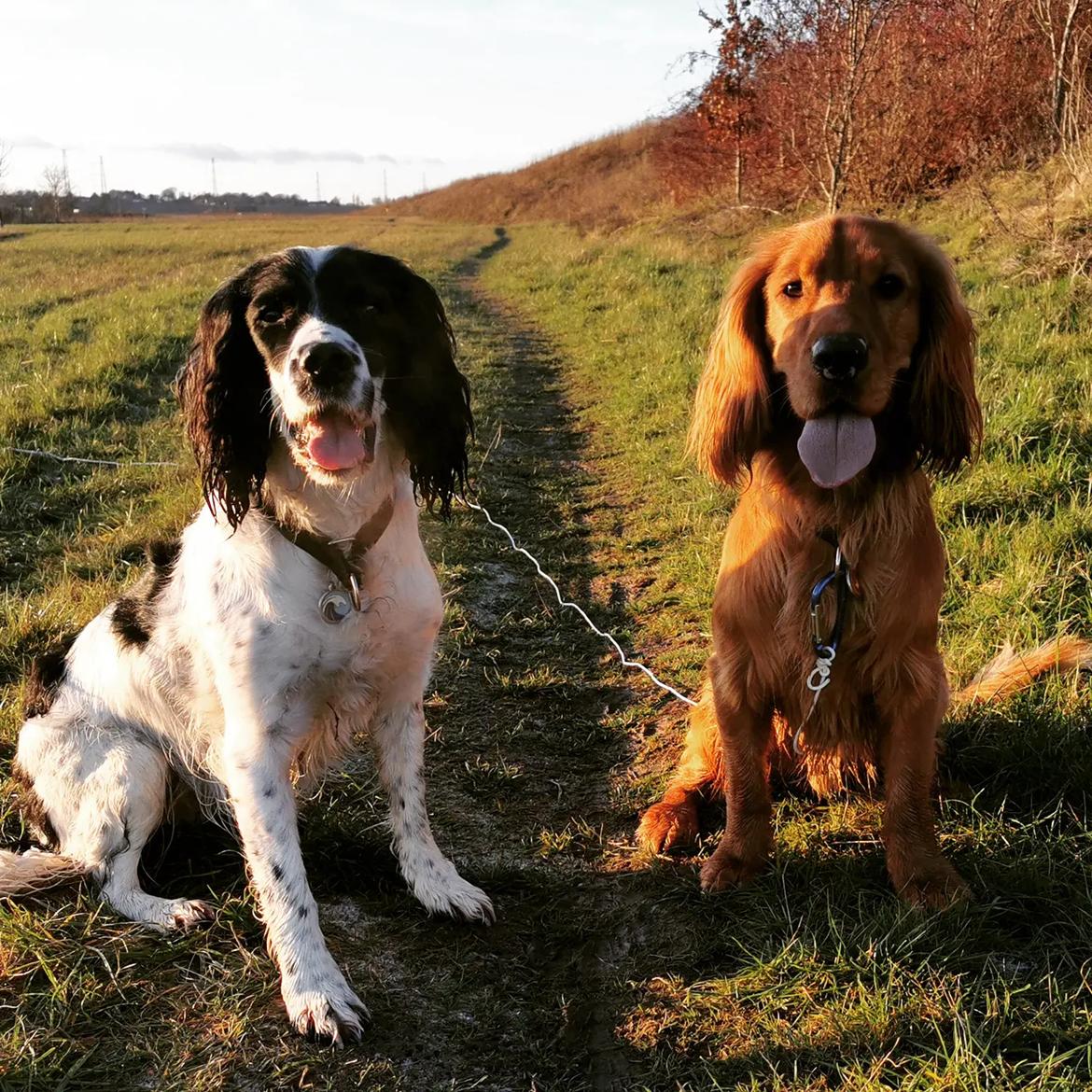 Field Trial Cockerspaniel Kapow  29 juni 2020 - December 2021 billede 18