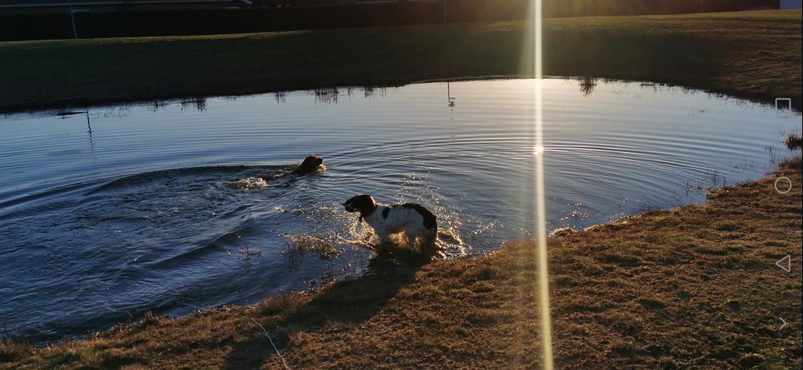 Field Trial Cockerspaniel Kapow  29 juni 2020 - December 2021 billede 19