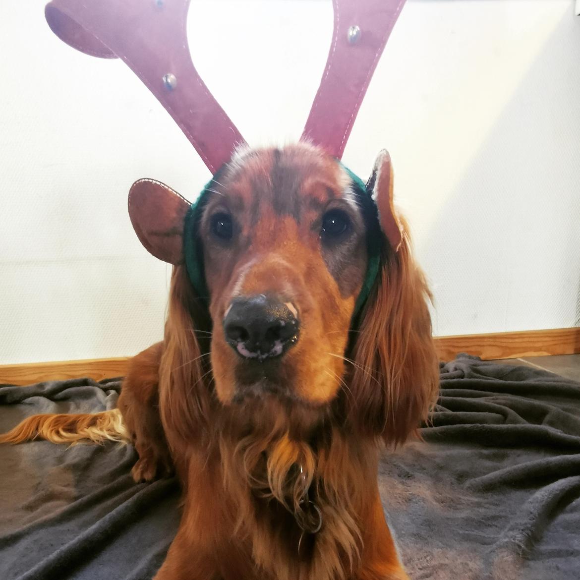 Field Trial Cockerspaniel Kapow  29 juni 2020 - December 2021 billede 20