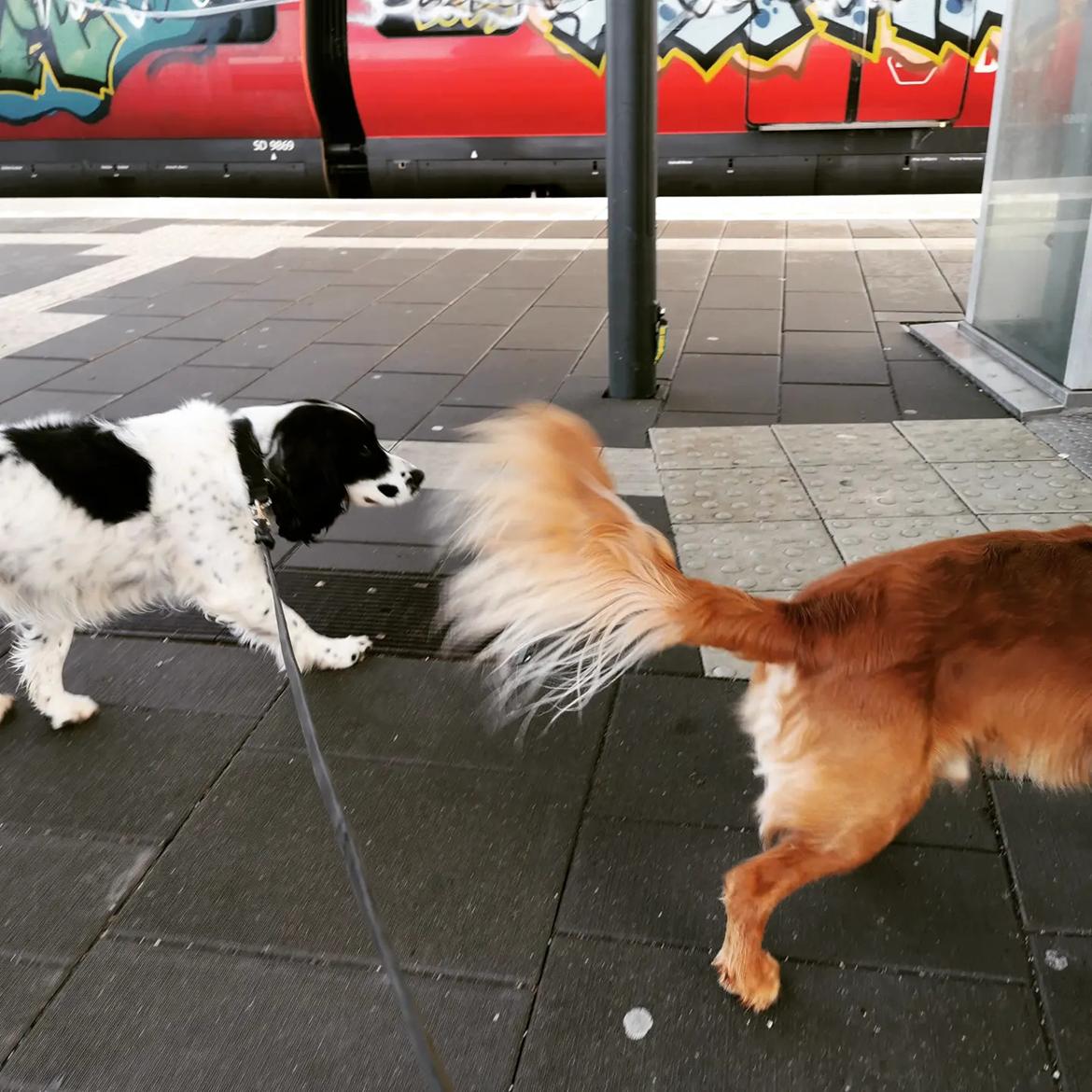 Field Trial Cockerspaniel Kapow  29 juni 2020 - December 2021 billede 21