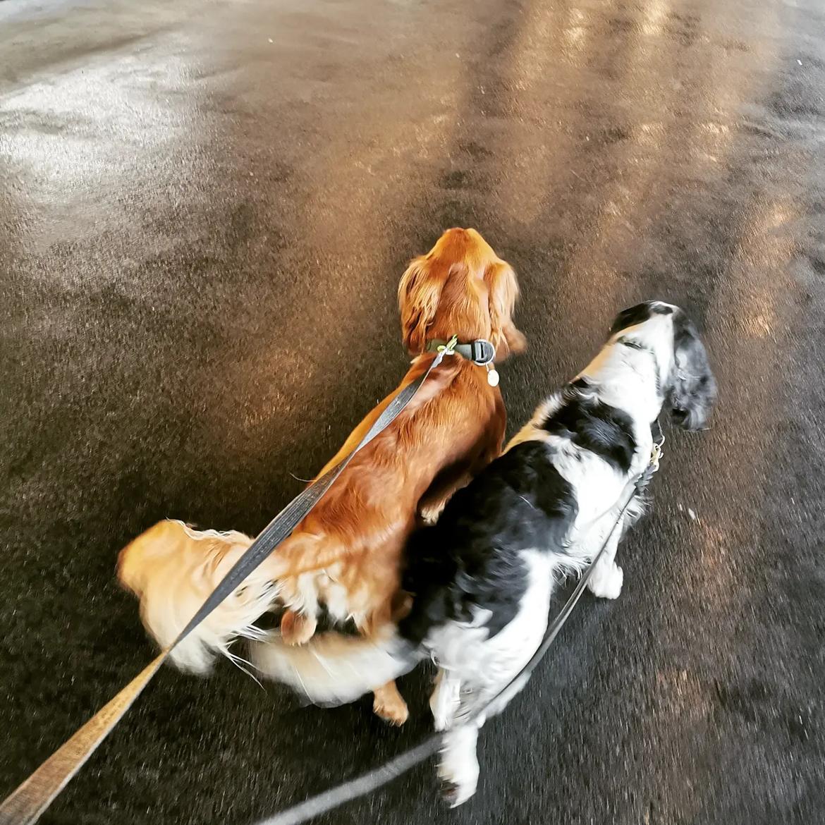 Field Trial Cockerspaniel Kapow  29 juni 2020 - December 2021 billede 22