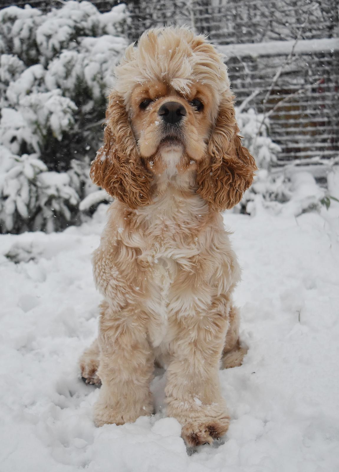 Amerikansk cocker spaniel Viggo Pedersen  billede 14