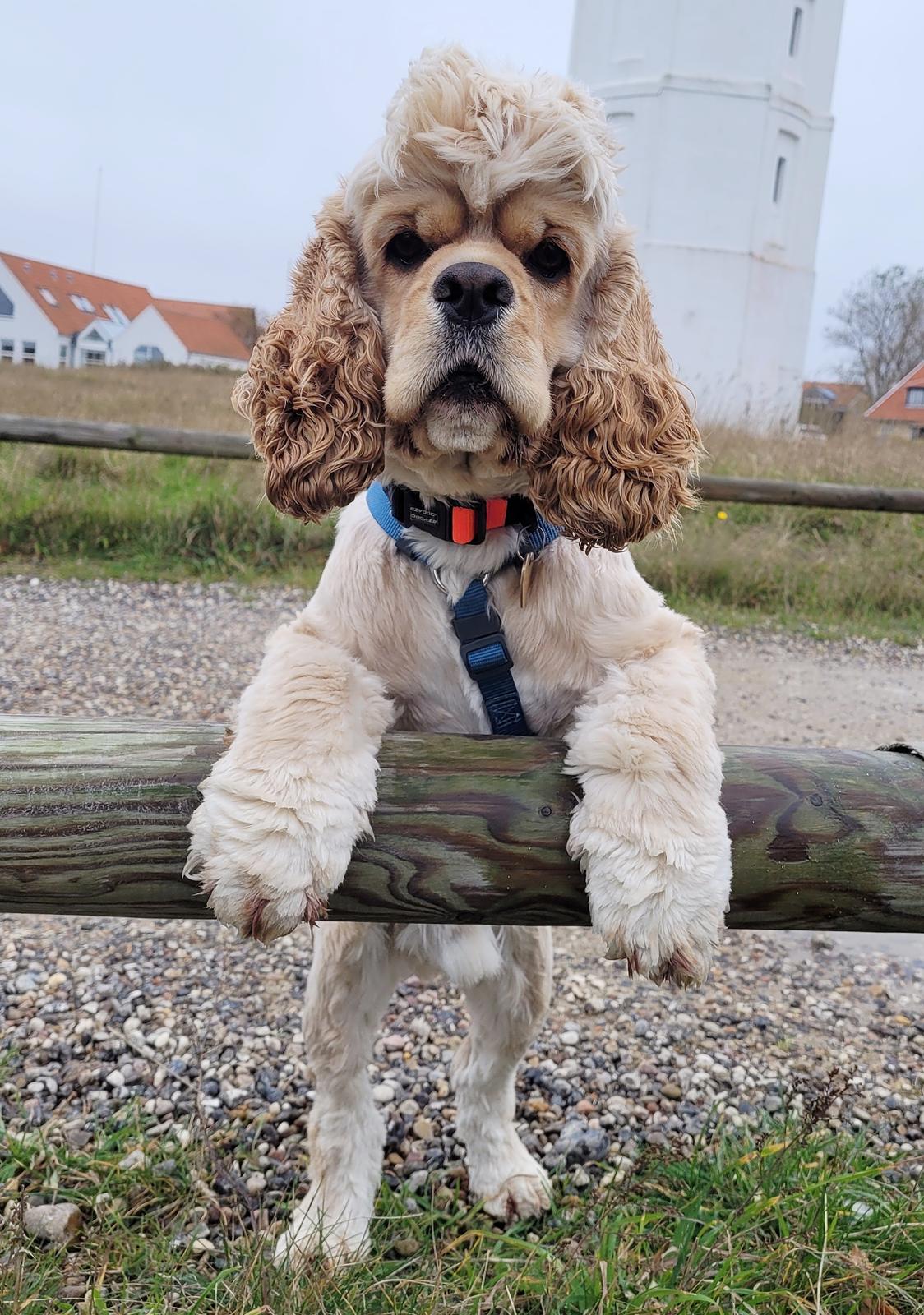 Amerikansk cocker spaniel Viggo Pedersen  billede 5