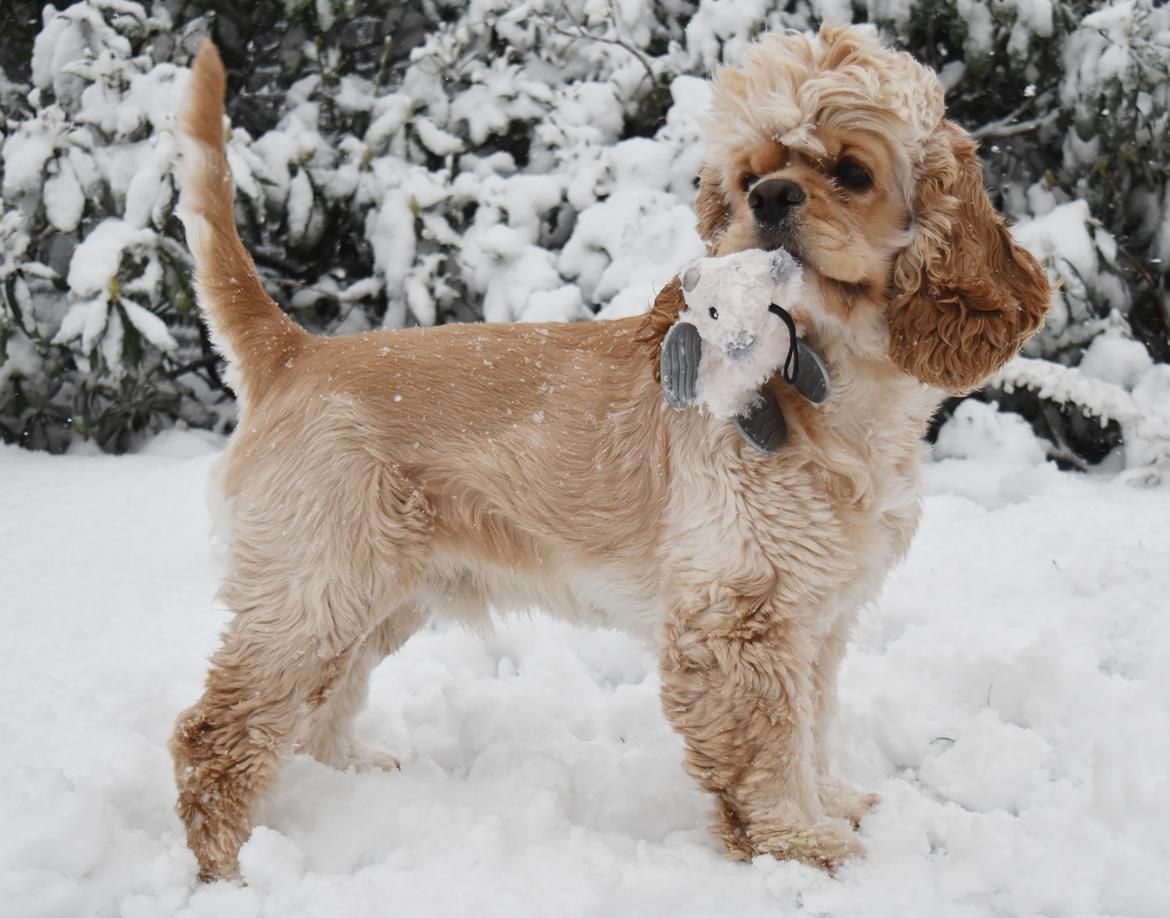 Amerikansk cocker spaniel Viggo Pedersen  billede 33