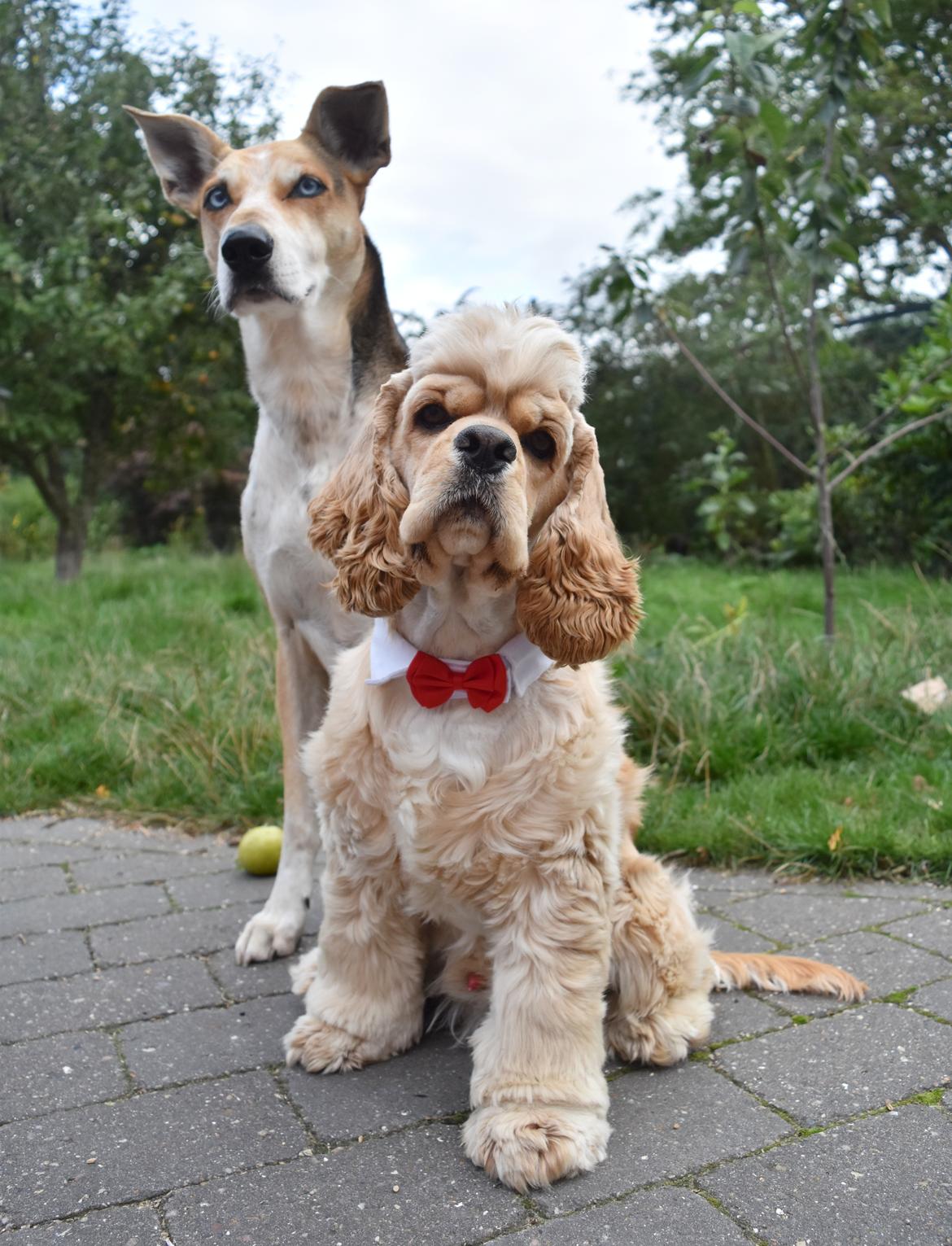 Amerikansk cocker spaniel Viggo Pedersen  billede 34