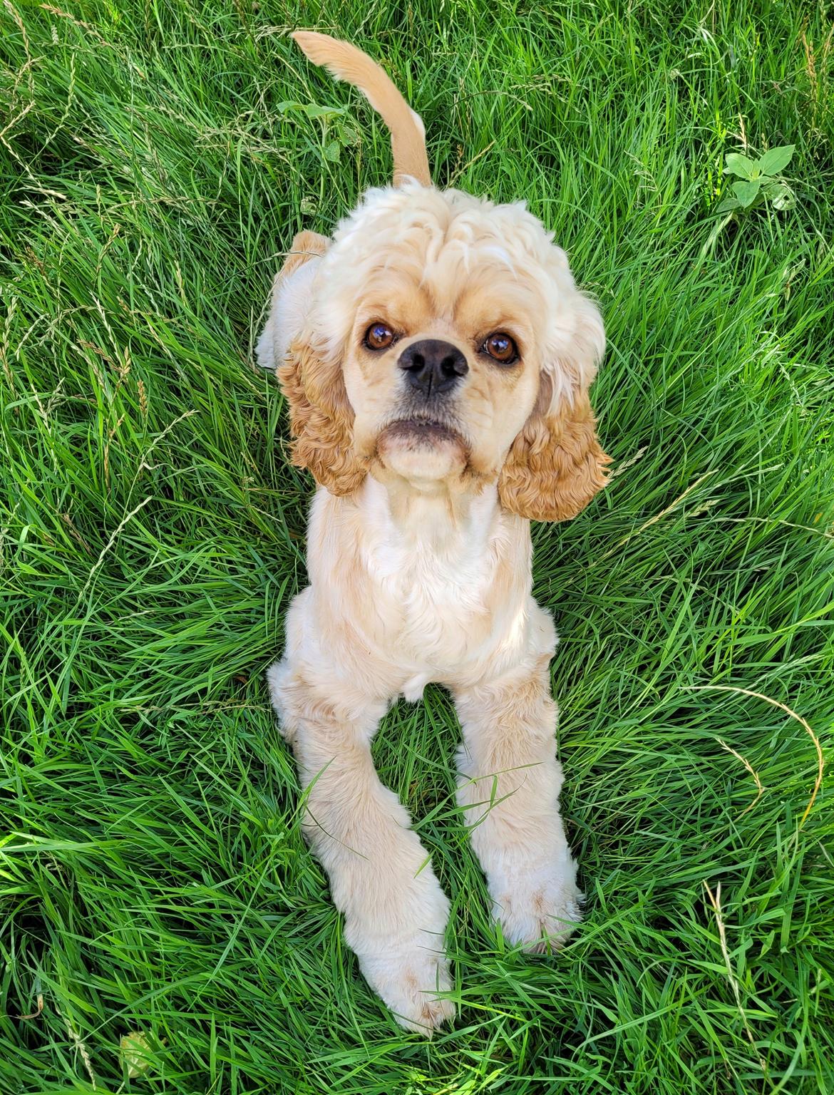 Amerikansk cocker spaniel Viggo Pedersen  billede 16