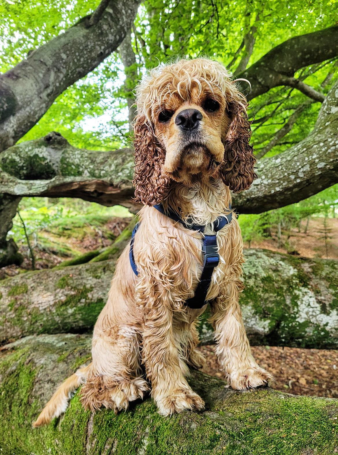 Amerikansk cocker spaniel Viggo Pedersen  billede 32